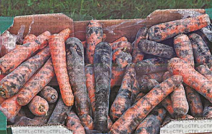 Cageot de carottes avec niveau de contamination très élevé par Thielaviopsis